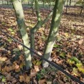 Platanus x Hispanica - 3