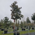 Magnolia grandiflora 'Galissonnière' - stamhoogte 200 cm.  hoogte circa 400+ cm. februari 2026