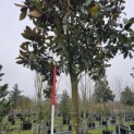 Magnolia grandiflora 'Galissonnière' - 200 cm stamhoogte. februari 2026