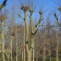 Platanus x Hispanica - 1