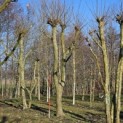 Platanus x Hispanica - 4