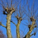Platanus x Hispanica - 3