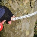 Platanus x Hispanica - 2