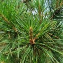 Pinus sylvestris - Afbeelding 1