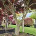 Acer palmatum 'Sumi-Nagashi' - Foto 2