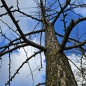Ginkgo biloba - 2