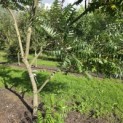 Rhus typhina - 6