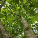 Juglans regia 'Coenen'' - Foto 1