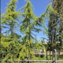 Cedrus deodara 'Aurea' - juni 2026