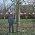 Platanus x hispanica - Foto 4
