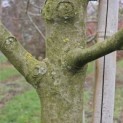 Malus domestica 'Rode Boskoop' - aanzet kroonvertakking.  december 2025