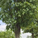 Acer rubrum 'Scanlon' - Foto 1
