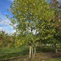 Platanus x hispanica - 2