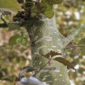 Fagus sylvatica 'Atropunicea' - 4