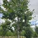 Parrotia persica 'Vanessa' - Foto 1
