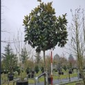 Magnolia grandiflora 'Galissonnière' - 200 stam.  totaal 350+ cm