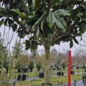 Magnolia grandiflora 'Galissonnière' - 200 cm stamhoogte. februari 2026