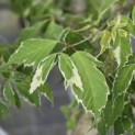 Acer negundo 'Flamingo' - Foto 3