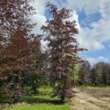Fagus sylvatica 'Atropunicea' - 985 juni 2024