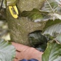 Fagus sylvatica 'Atropunicea' - 2