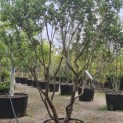 Arbutus unedo - Foto 7