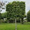 Carpinus betulus - Foto 2
