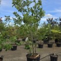 Quercus rubra - 1