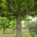 Tilia americana 'Nova' - 1
