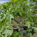 Ficus carica 'Brown Turkey' - Foto 2