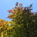 Fagus sylvatica 'Atropunicea' - blad in de schaduw kleurt groen