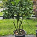 Prunus laurocerasus 'Bonaparte' - Foto 3