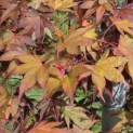 Acer palmatum 'Bloodgood' - 1
