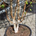 Betula utilis 'Doorenbos' - 3