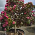 Rhododendron Yakushimanum ‘Fantastica' - 1