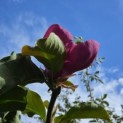 Magnolia 'Lennei' - 1