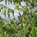 Carya illinoinensis 'Choctaw' - Foto 3