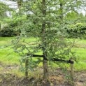 Nothofagus Antarctica - 3