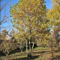 Platanus x hispanica - 5