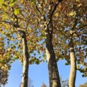 Platanus x hispanica - november 2025