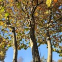 Platanus x hispanica - 4