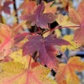 Acer Rubrum 'Brandywine' - 1