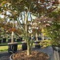 Acer palmatum 'Bloodgood' - 6