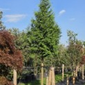 Thuja plicata 'Gelderland - 2