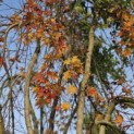 Acer palmatum 'Ryusen' - 1