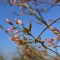 Amelanchier arborea 'Robin Hill' - Foto 2