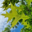 Quercus Palustris - Afbeelding 3