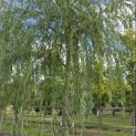 Salix sepulcralis 'Chrysocoma' - Foto 2