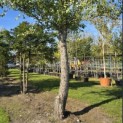 Betula nigra - Foto 3
