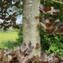 Fagus sylvatica 'Atropunicea' - Foto 3