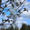 Magnolia 'Wada's Memory' - Foto 1